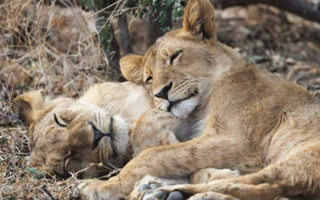 Zimbabwe’s walking safari trails explained